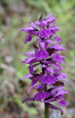 KAMCHATKA FLORA - LOVERS ORCHID - Dactylorhiza.jpg