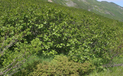 KAMCHATKA FLORA - SHRUBBY ALDER - Alnus fruticosa (2).jpg