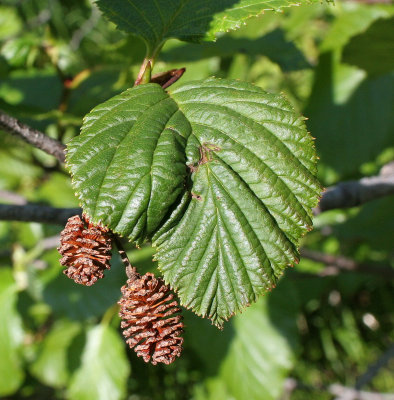 KAMCHATKA FLORA - SHRUBBY ALDER - Alnus fruticosa.jpg