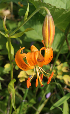 KAMCHATKA FLORA - SLENDER LILY - Lilium debile.jpg