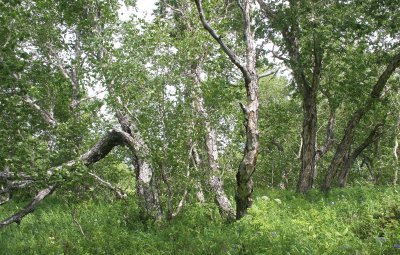 KAMCHATKA FLORA - STONE BIRCH - Betula emanii.jpg