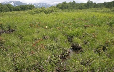 KAMCHATKA FLORA - Swamp-sedge-cottongrass Tussock Tundra Community.jpg