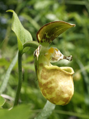 KAMCHATKA FLORA - YATABES LADY SLIPPER - Cyprepedium guttatum yatabeanum (2).jpg