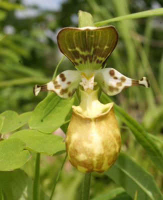 KAMCHATKA FLORA - YATABES LADY SLIPPER - Cyprepedium guttatum yatabeanum.jpg