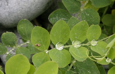 KAMCHATKA FLORA LEGUME IN MORNING DEW (2).jpg