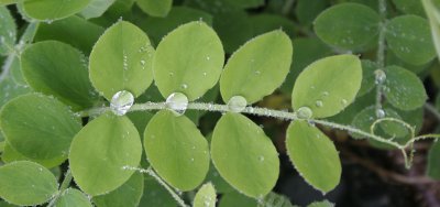 KAMCHATKA FLORA LEGUME IN MORNING DEW.jpg