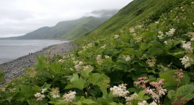 KURIL ISLAND - FLORA - GOATSBEARD.jpg