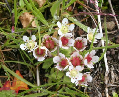 KURIL ISLAND - FLORA - MERCK'S SAXIFRAGE - Saxifraga merkii.jpg
