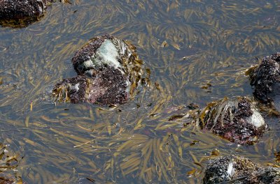 KURIL ISLAND - FLORA - ZOSTERA EEL GRASS.jpg