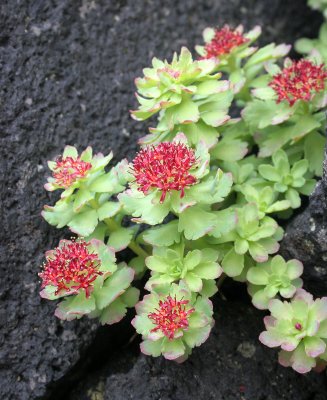 KURIL ISLANDS - FLORA - ENTIRE LEAF STONECROP - Rhodiola integrifolia.jpg