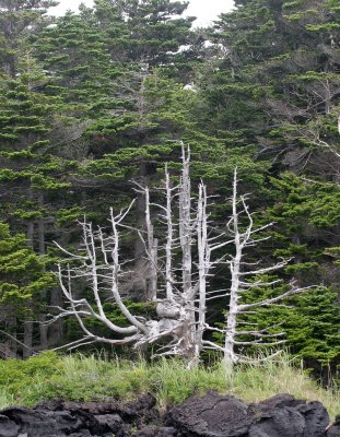 KURIL ISLANDS - FLORA - SAKHALIN SILVER FIR MIXED CONIFER COMMUNITY (2).jpg