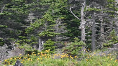 KURIL ISLANDS - FLORA - SAKHALIN SILVER FIR MIXED CONIFER COMMUNITY (6).jpg