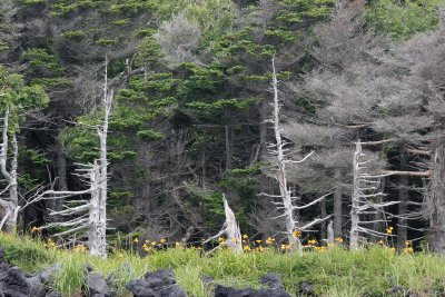 KURIL ISLANDS - FLORA - SAKHALIN SILVER FIR MIXED CONIFER COMMUNITY (7).jpg