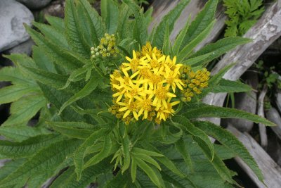 KURIL ISLANDS - FLORA - HEMP-LEAVED RAGWEED - Senecio cannabifolius.jpg
