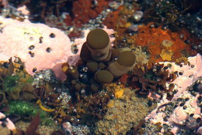 KURIL ISLANDS - FLORA - MARINE ALGAE.jpg