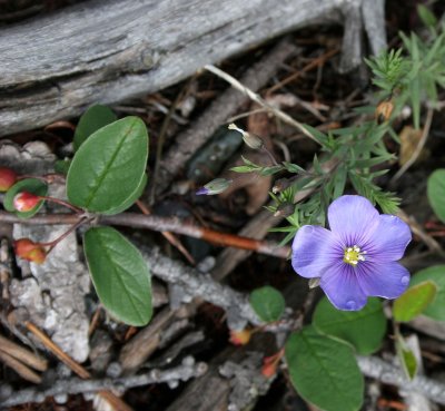 LAKE BAIKAL FLORA (2).jpg