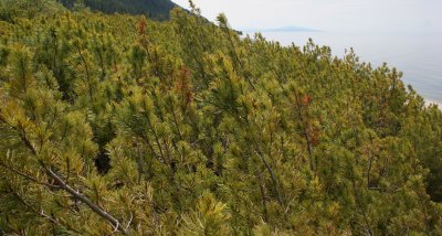 LAKE BAIKAL FLORA - DWARF CEDAR - Pinus pumila.jpg