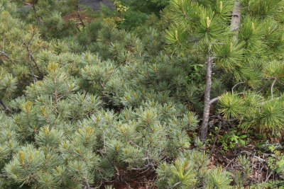 LAKE BAIKAL FLORA - DWARF CEDARS.jpg