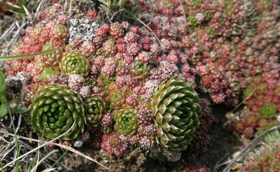 LAKE BAIKAL FLORA - HOUSELEEK - Sempervivum SPECIES.jpg