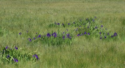 LAKE BAIKAL FLORA - Iris sibirica.jpg