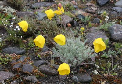 LAKE BAIKAL FLORA - OHLKON POPPY - Papaver olchonense (2).jpg
