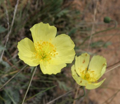 LAKE BAIKAL FLORA - OHLKON POPPY - Papaver olchonense.jpg