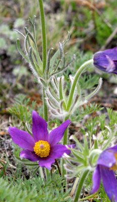 LAKE BAIKAL FLORA - PASQUE FLOWER - Pusitilla vulgaris.jpg