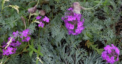 LAKE BAIKAL FLORA - POLEMONIUN RACEMOSUM.jpg
