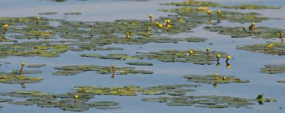 LAKE BAIKAL FLORA - PYGMY WATERLILY - Nymphaea tetragona.jpg