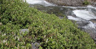 LAKE BAIKAL FLORA - RIVER WILLOW - Salix stenolivida.jpg