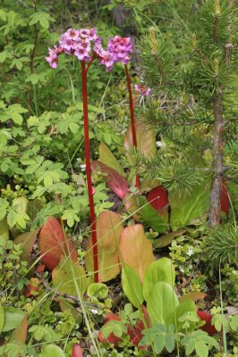 LAKE BAIKAL FLORA - ROUND-LEAVED WINTERGREEN - Pyrola rotundifolia.jpg