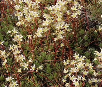 LAKE BAIKAL FLORA - SAXIFRAGA SPECIES.jpg