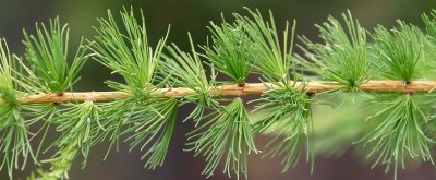LAKE BAIKAL FLORA - SIBERIAN LARCH - LARIX SIBIRICA.jpg