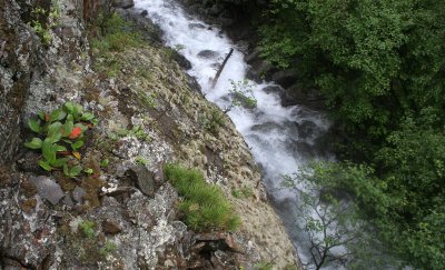 LAKE BAIKAL FLORA.jpg