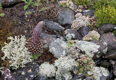 LAKE BAIKAL HOUSELEEK - SEMPERVIRENS SPECIES.jpg