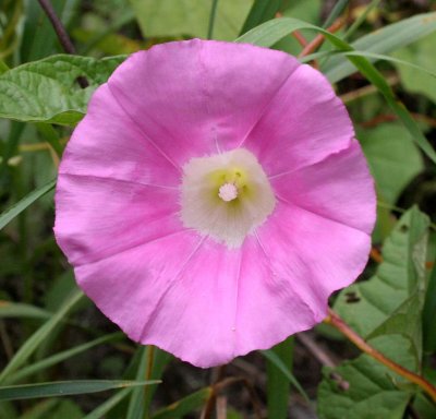 PRIMORYE RUSSIA - BINDWING MORNING GLORY - Calystegia inflata - KEDROVAYA PAD & LAZOVSKY (177).jpg