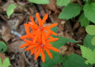 PRIMORYE RUSSIA - CAMPION - Lychnis fulgens - KEDROVAYA PAD & LAZOVSKY (9).jpg