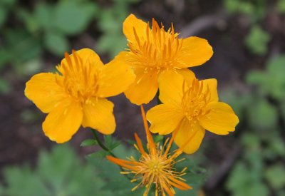 PRIMORYE RUSSIA - CHINESE GLOBE FLOWER - Trollius chinensis - KEDROVAYA PAD & LAZOVSKY (21).jpg