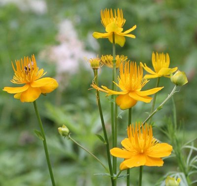 PRIMORYE RUSSIA - CHINESE GLOBE FLOWER - Trollius chinensis - KEDROVAYA PAD & LAZOVSKY.jpg