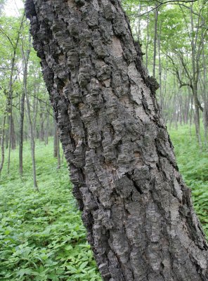 PRIMORYE RUSSIA - DAHURIAN BIRCH - Betula davurica - KEDROVAYA PAD & LAZOVSKY (15).jpg