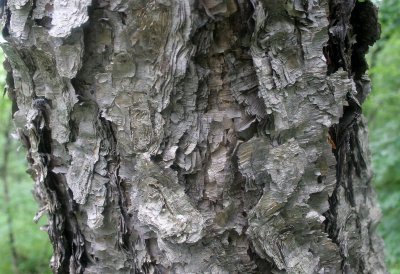 PRIMORYE RUSSIA - DAHURIAN BIRCH - Betula davurica - KEDROVAYA PAD & LAZOVSKY.jpg