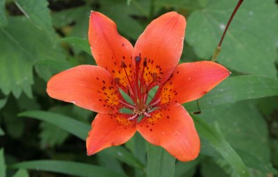 PRIMORYE RUSSIA - DAHURIAN LILY - Lilium pensylvanicum - KEDROVAYA PAD & LAZOVSKY (181).jpg