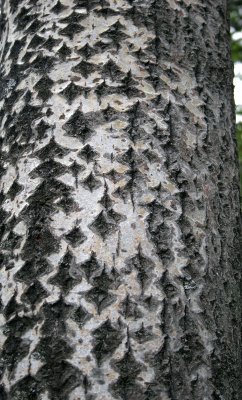 PRIMORYE RUSSIA - EUROPEAN ASPEN - Populus tremula - KEDROVAYA PAD & LAZOVSKY (40).jpg