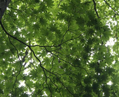 PRIMORYE RUSSIA - KOREAN MAPLE - Acer pseudoseiboldianum - KEDROVAYA PAD & LAZOVSKY (45).jpg
