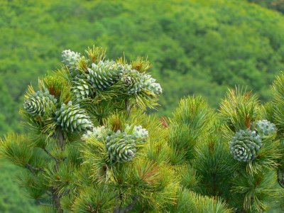 PRIMORYE RUSSIA - KOREAN PINE IN FRUIT - LAZOVSKY RESERVE (135).jpg