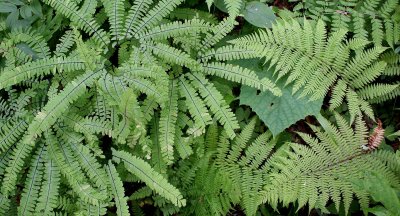 PRIMORYE RUSSIA - MADIEN HAIR AND CHINESE SPEELNWORT FERN - Athryrium sinense - KEDROVAYA PAD & LAZOVSKY (16).jpg