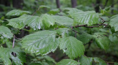 PRIMORYE RUSSIA - Manchurian Hazel -Corylus tirsuta KEDROVAYA PAD & LAZOVSKY (46).jpg