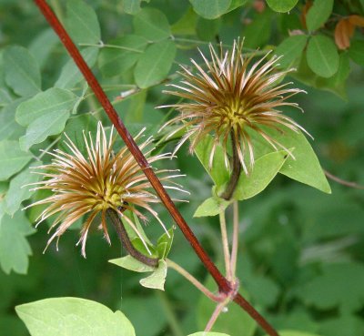 PRIMORYE RUSSIA - OLD MAN'S BEARD - Clematis serratifolia - KEDROVAYA PAD & LAZOVSKY (185).jpg