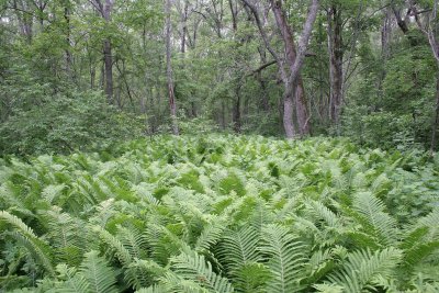 PRIMORYE RUSSIA - OSTRICH - FERN - Matteuccia struthiopteris - KEDROVAYA PAD & LAZOVSKY (189).jpg