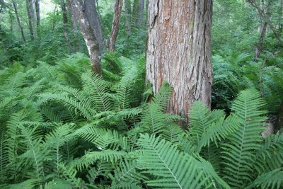 PRIMORYE RUSSIA - OSTRICH FERN - KEDROVAYA PAD & LAZOVSKY (144).jpg